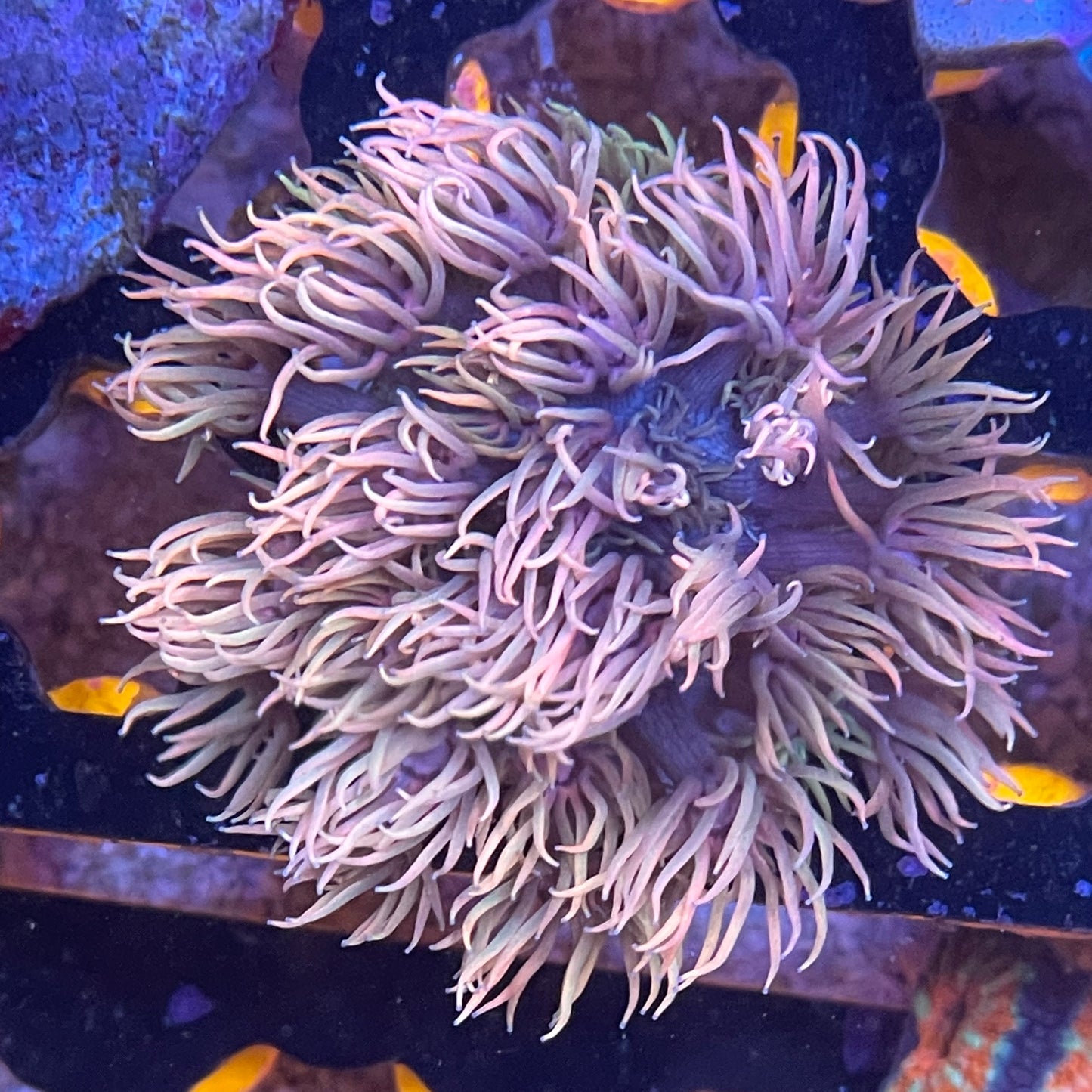 Pink Panther Goniopora