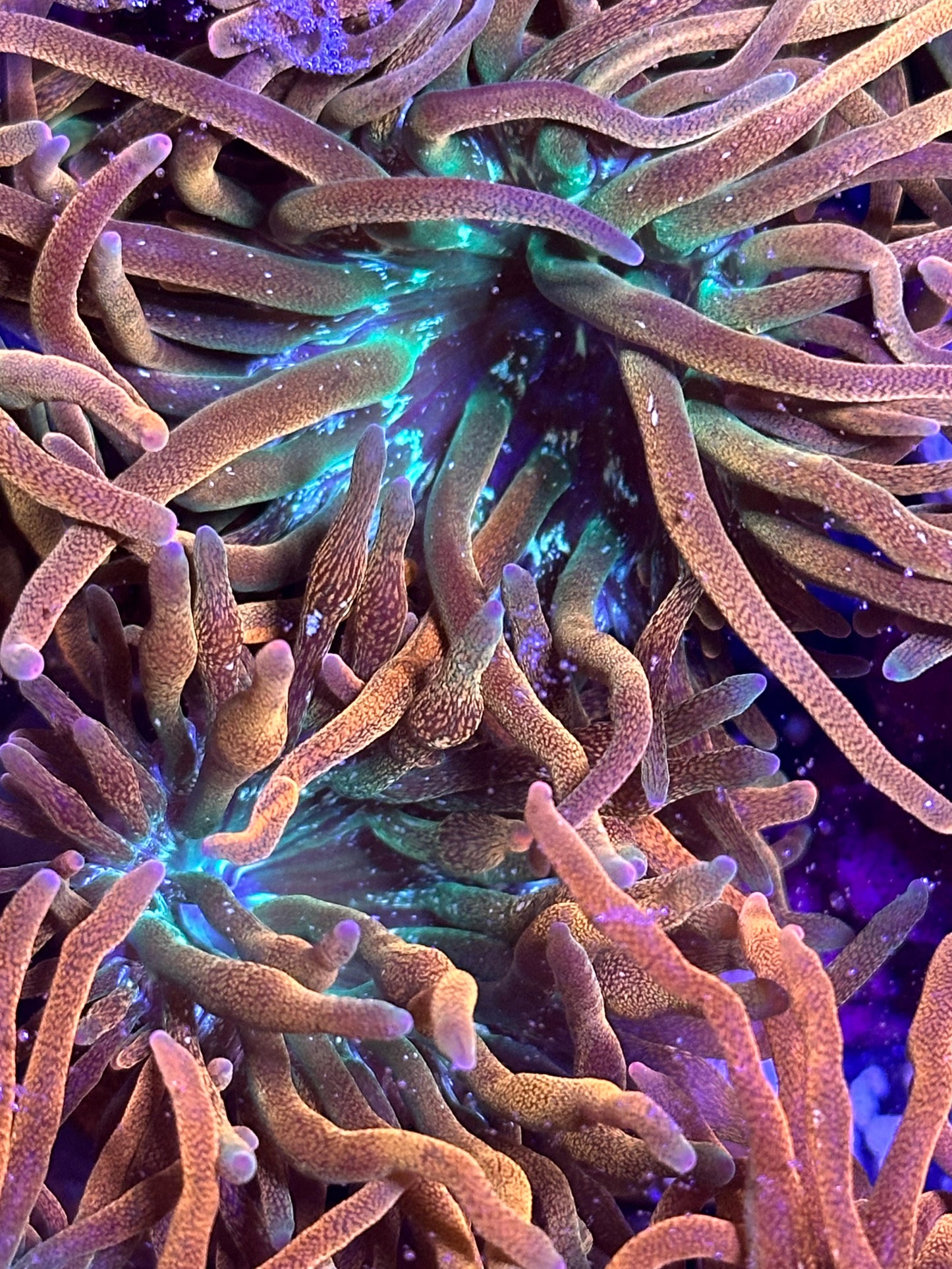 Rainbow Bubble Tip Anemone