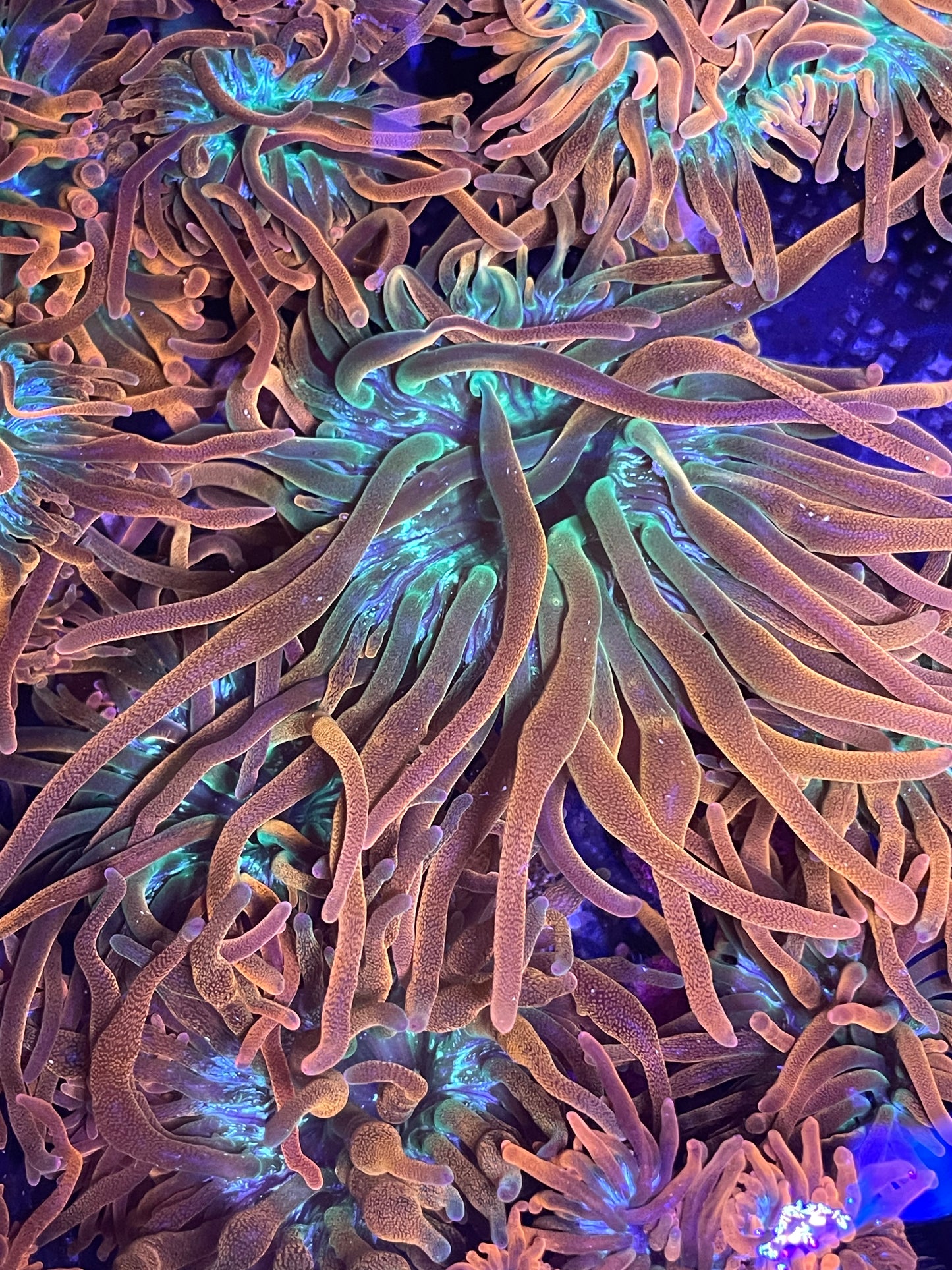 Rainbow Bubble Tip Anemone