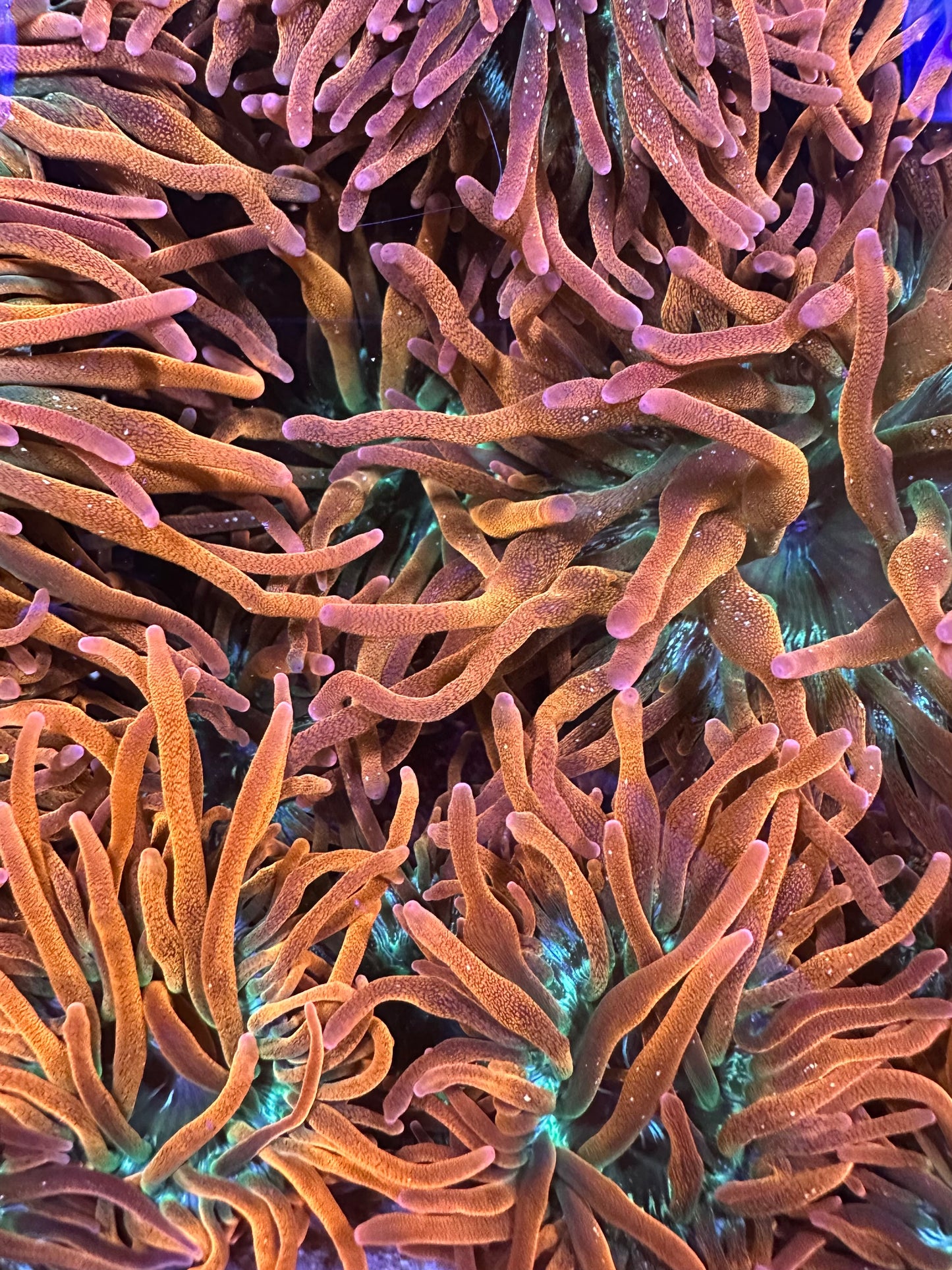 Rainbow Bubble Tip Anemone